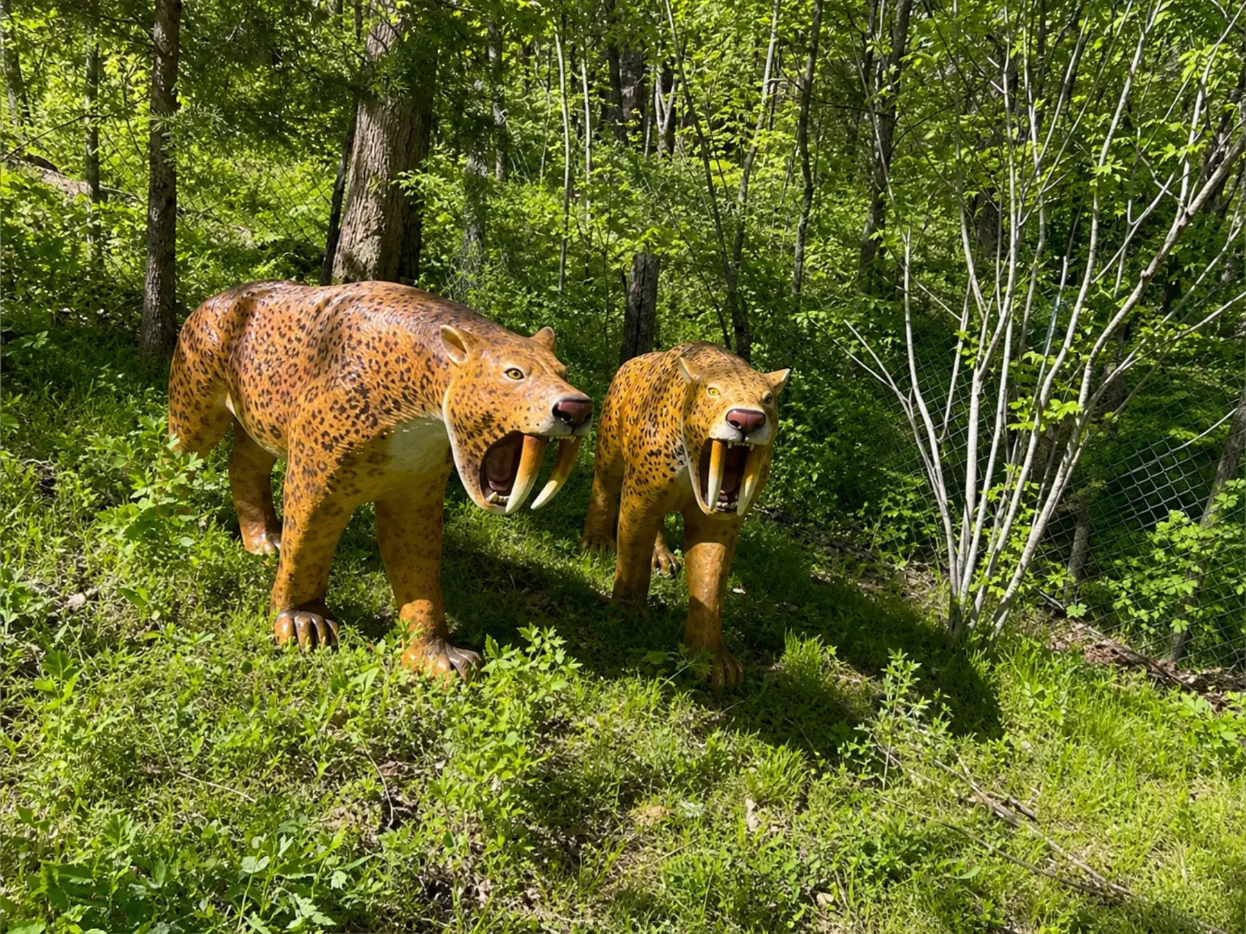 Two life-size prehistoric saber-toothed cats along the wooded walk-through trail