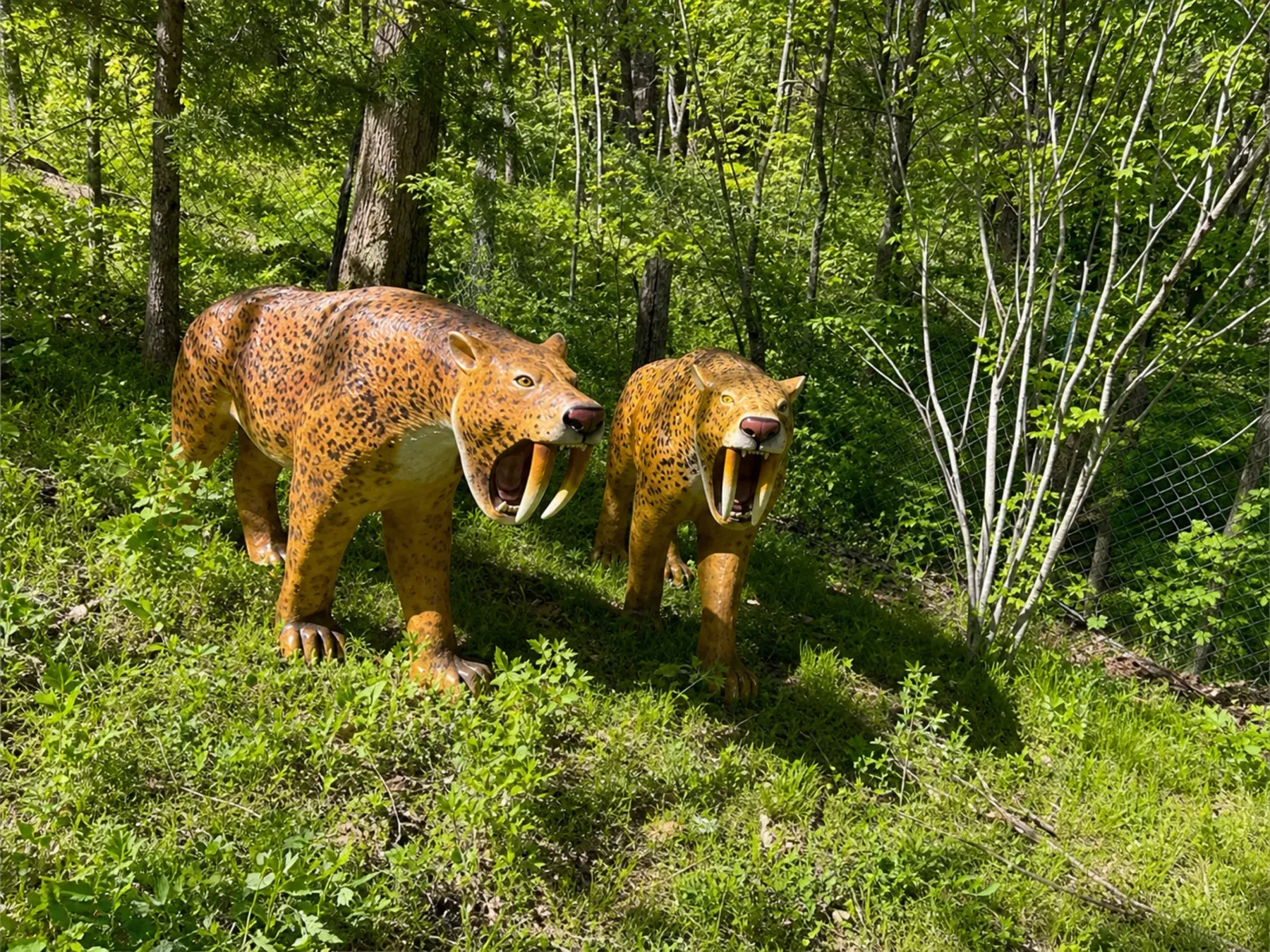 Two life-size prehistoric saber-toothed cats along the wooded walk-through trail
