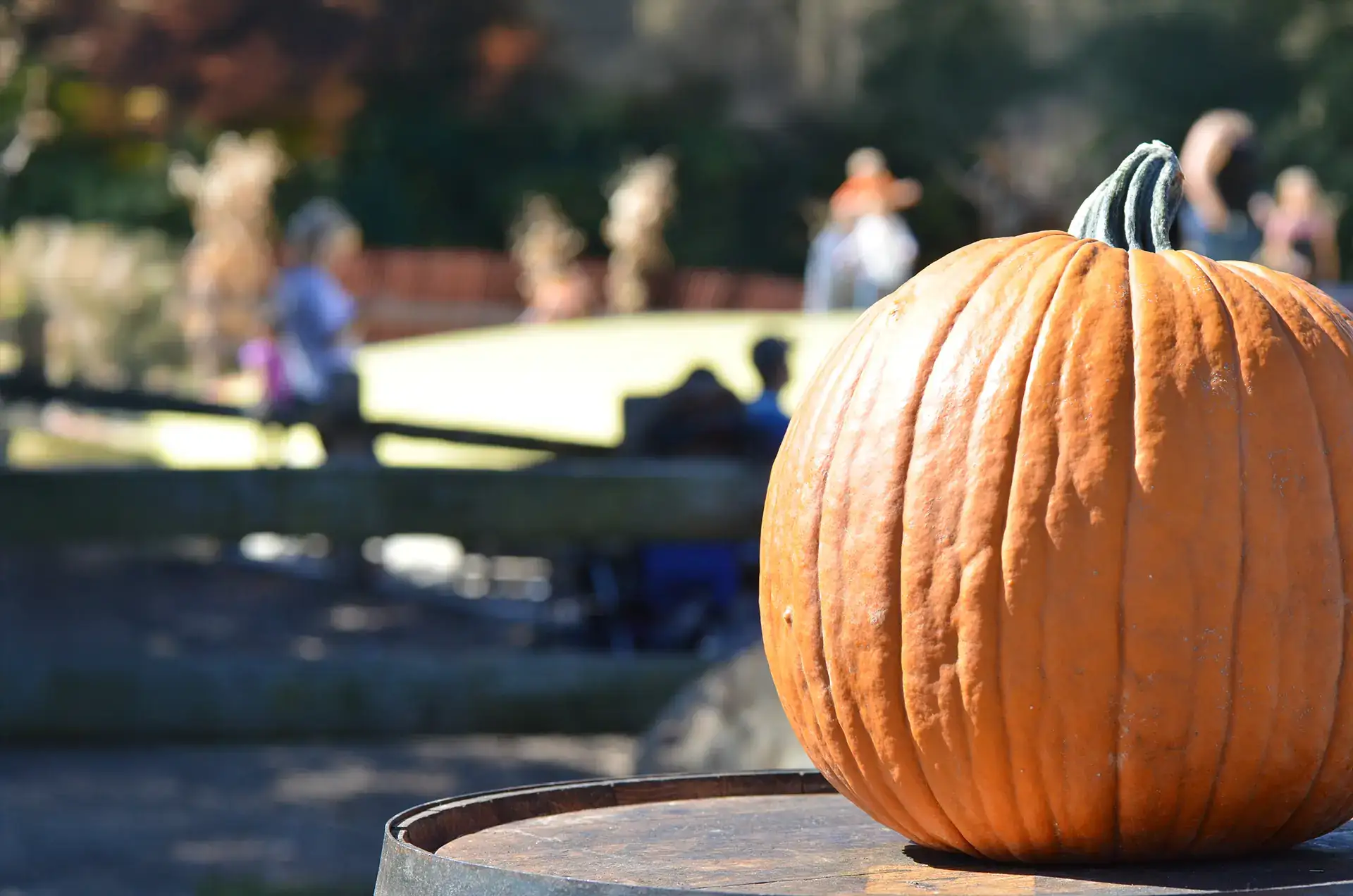 Pumpkins at Pumpkin Village