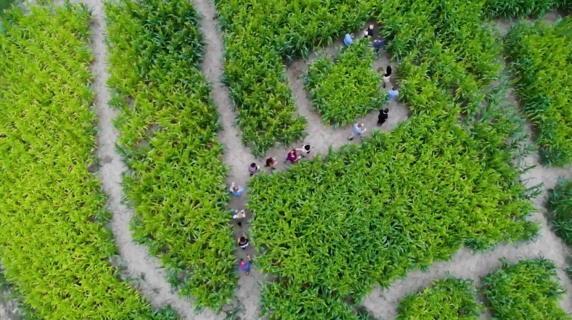 Corn Maze